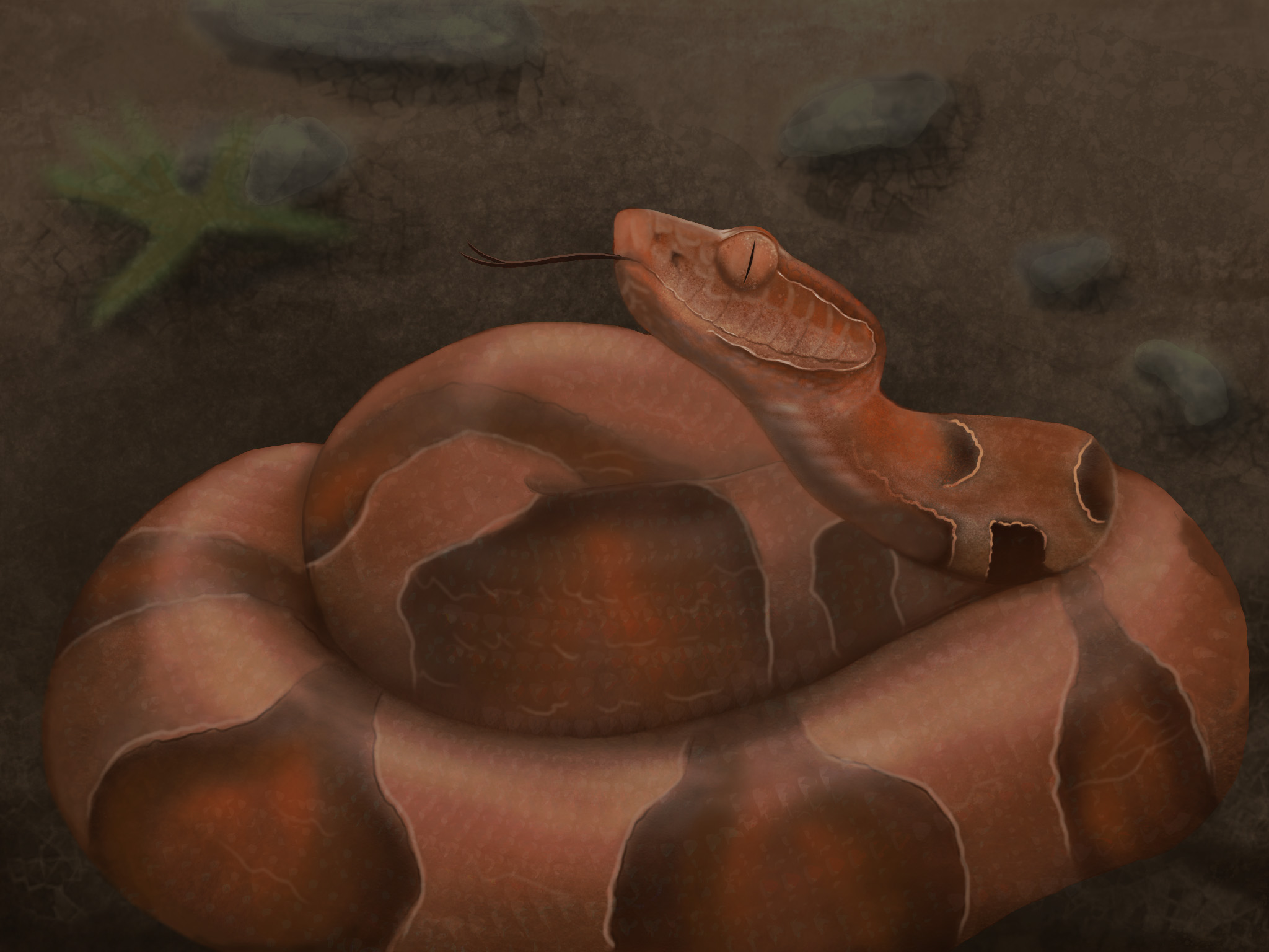 Copperhead Snake Drawing