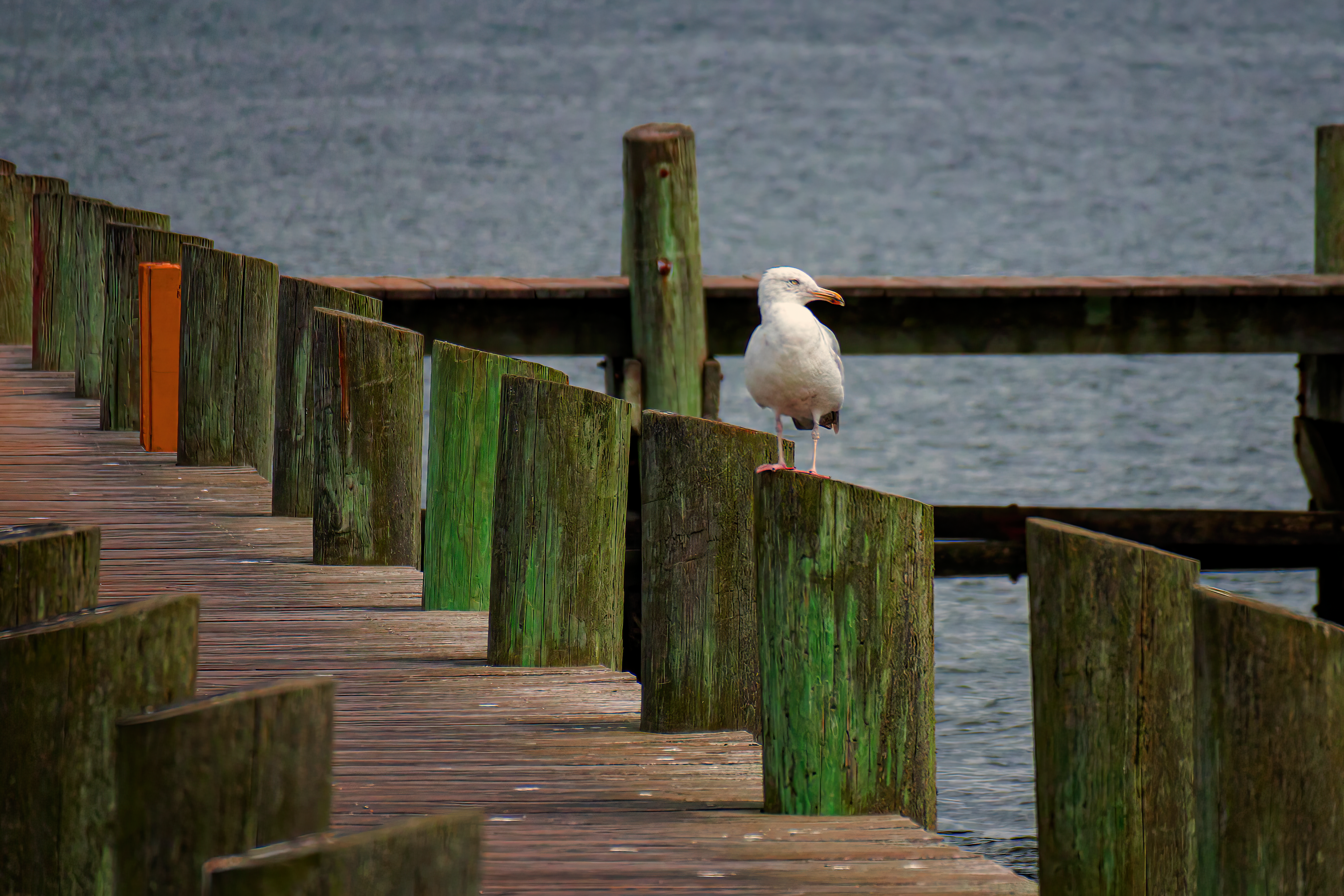 Seagull Pier